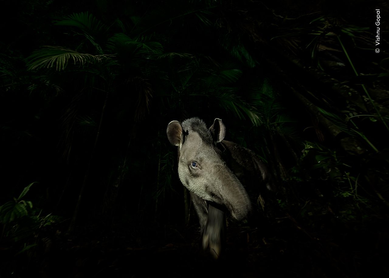 © Vishnu Gopal, Wildlife Photographer of the year.jpg